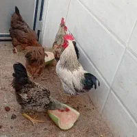 خروس و مرغ