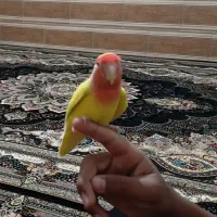 طوطی کوتوله.دستی