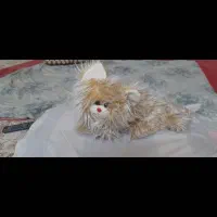 این پیشی ناز بفروش میرسد ۲۵۰
