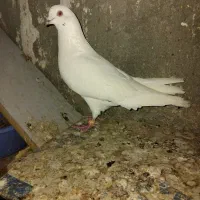 طوقی