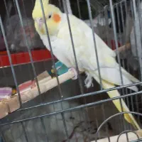 عروس هلندی|پرنده|تهران, حر|دیوار