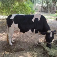 گاو