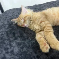 گربه