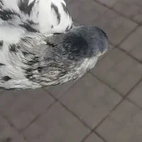 خال افشون نر