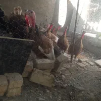 بوقلمون