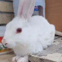 خرگوش