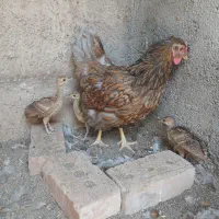 جوجه
