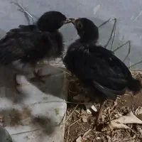 جوجه سالم ، فروشی