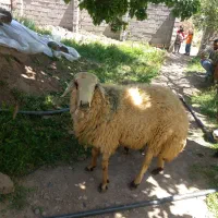بره قوچی|حیوانات مزرعه|بالا ولایت, |دیوار