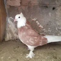 تعداد ۱۸ کفتر هما سرور شازده و یک کبکی
