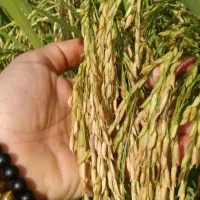 شالی و برنج طارم دم سیاه