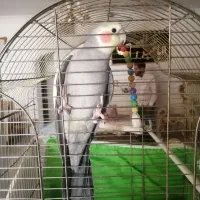 عروس هلندی نر