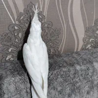 جوجه عروس هلندی البینو چشم شرابی ۲ماهه