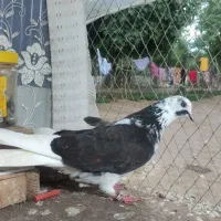 پرنده کبوتر