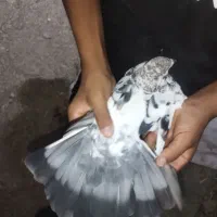 4عدد کبوتر برای فروش