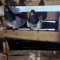 ۳جفت کبوتر