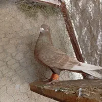 یک جفت کبوتر دم سفید ارسنجان