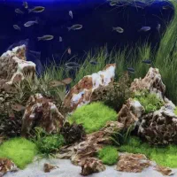 راه اندازی آکواریم و سرویس آکواریم