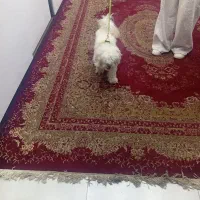 فروش سگ خانگی بنام فندق