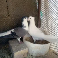 دوبحر