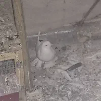 ماده یاهو معاوضه