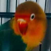 دوتا طوطی برزیلی همراه با ۳تخم سالم