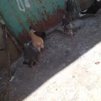 کبوتر
