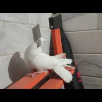 کبوتر دم چتری ماده