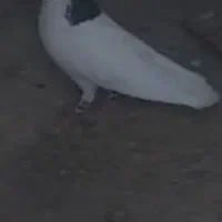 کفتر|پرنده|شیروان (خراسان), |دیوار