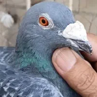 یک چخ کبوتر مسافتی