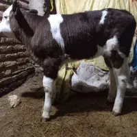 گوساله دوماهه سیمینتال ماده مونت بیلیارد