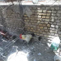 خروس بزرگ