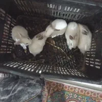 خرگوش کوچولو