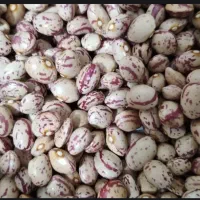 لوبیا