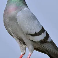 کبوتردونه75