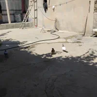 کبوتر کله قرمز