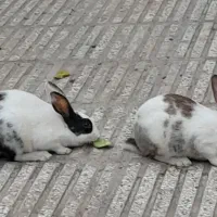 ۳ عدد خرگوش فروشی دونه ۵۰۰