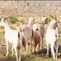 بز سانن