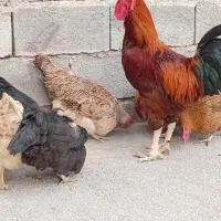 مرغ وخروس  توضیحات خوانده شود