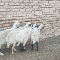 میش چاق