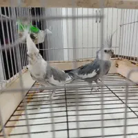 جفت عروس هلندی و جوجه
