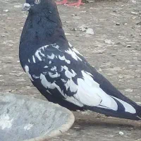 کبوتر فروشی