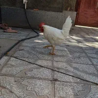 خروس