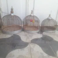 قفس