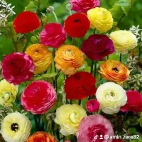 ۰۹۳۵۳۱۴۰۱۲۵