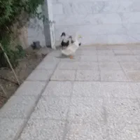 اردک