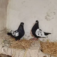 مرغ خروس کبوتر
