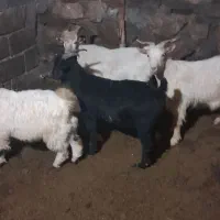 تکه چاق