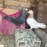 هردو گرفتنی شهرک توحید