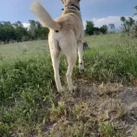 سگ سرابی